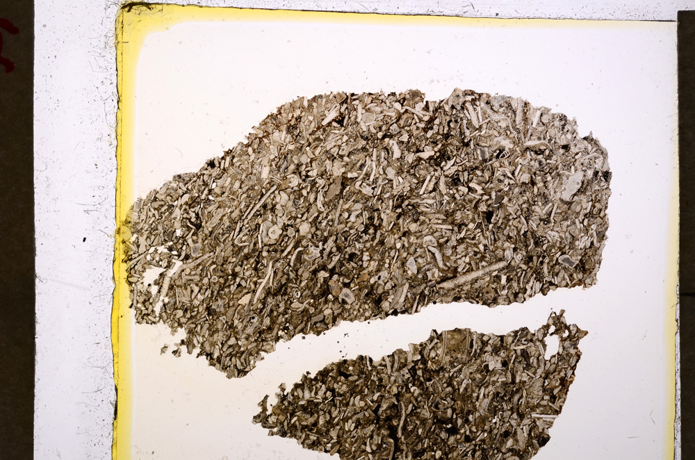 Plane Polarized, E19787/A