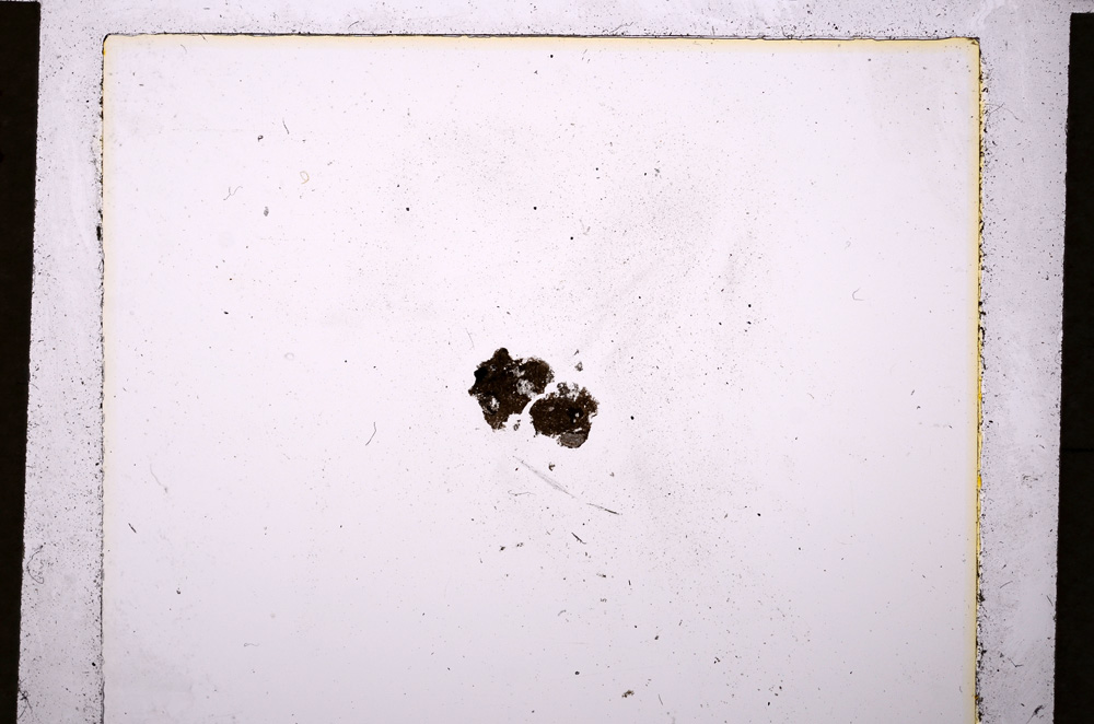 Plane Polarized, E19994/D