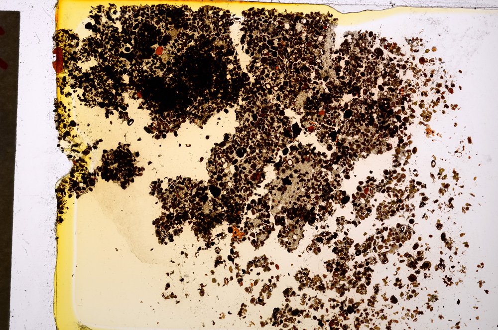 Plane Polarized, E20021