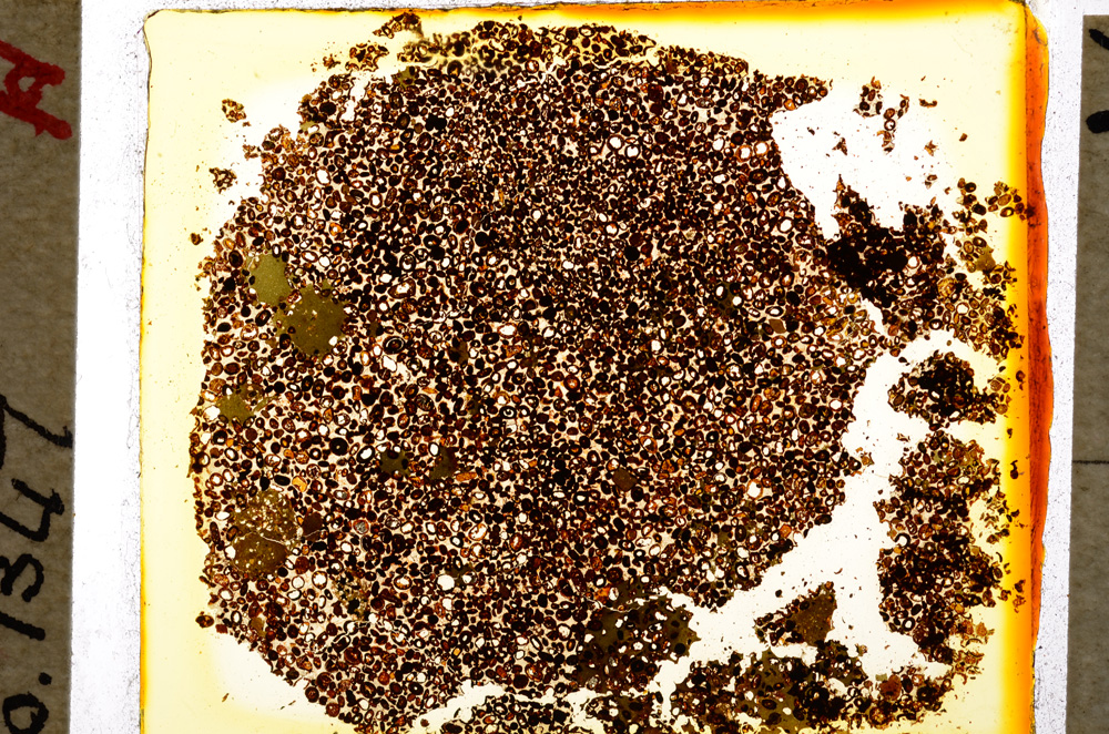 Plane Polarized, E20209