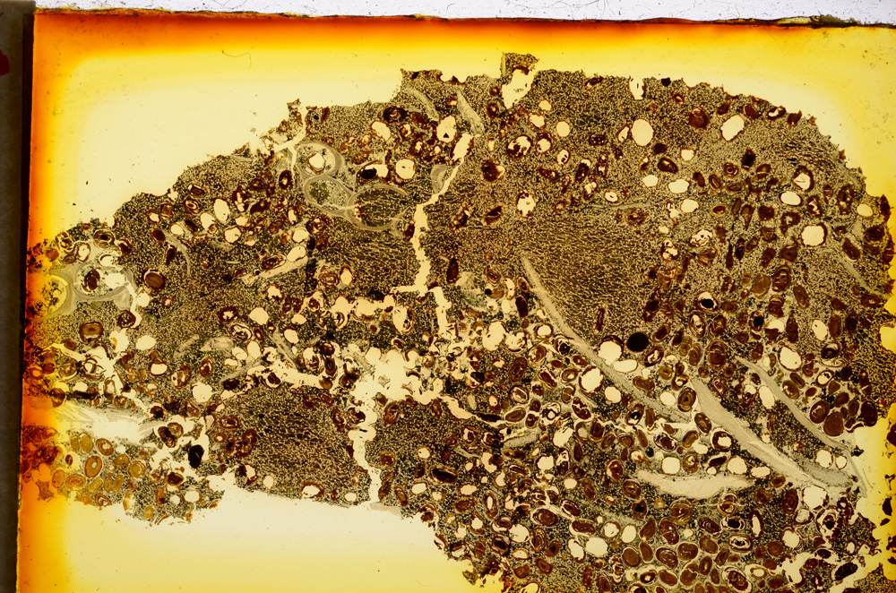 Plane Polarized, E20309