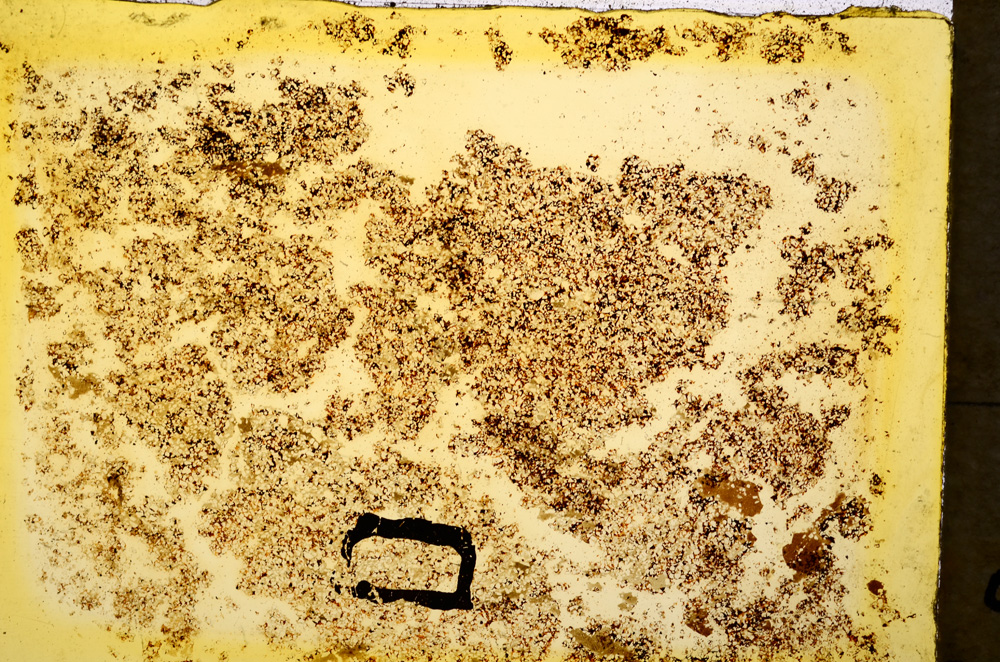 Plane Polarized, E20342