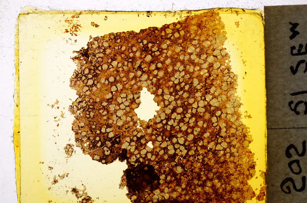 Plane Polarized, E20352