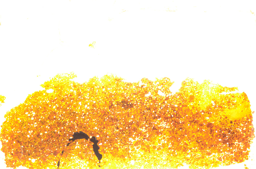 Plane Polarized, E20358