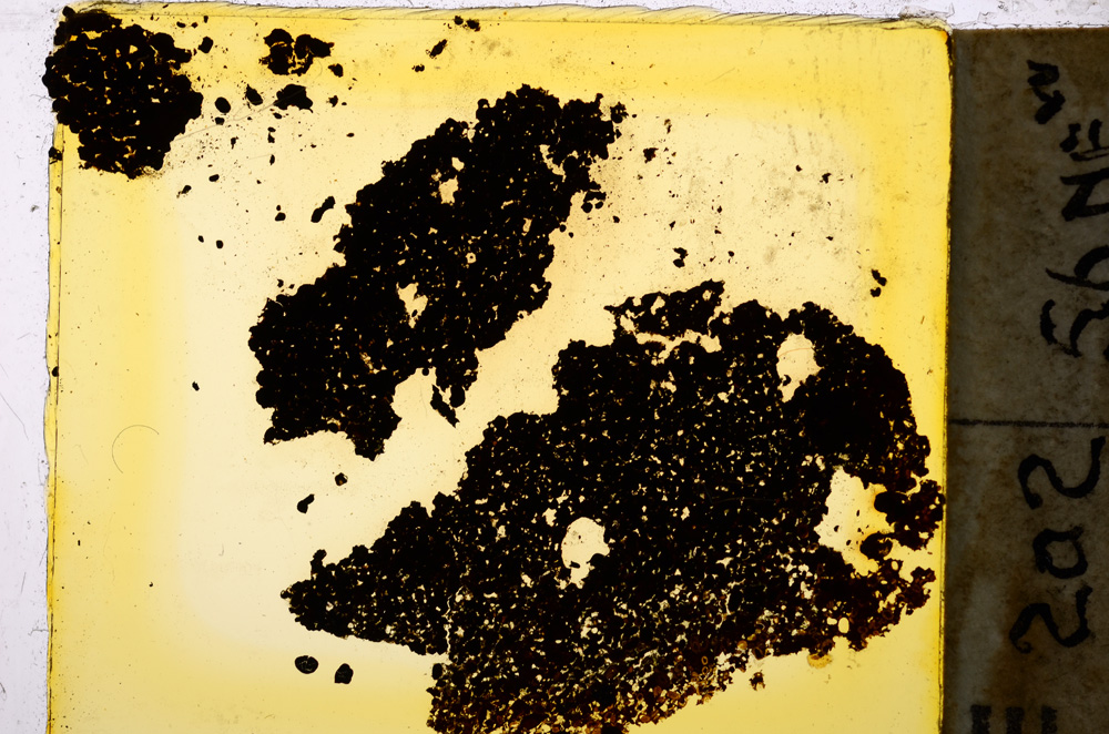 Plane Polarized, E20367