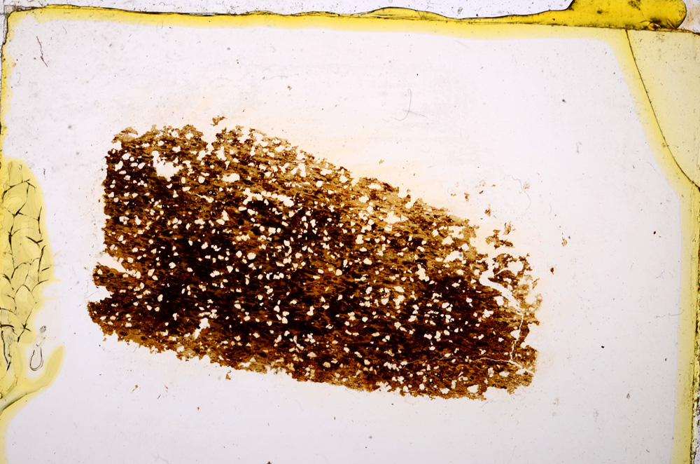 Plane Polarized, E20402