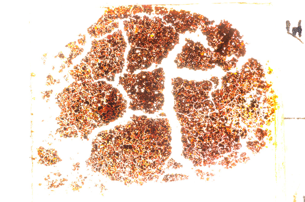 Plane Polarized, E20442