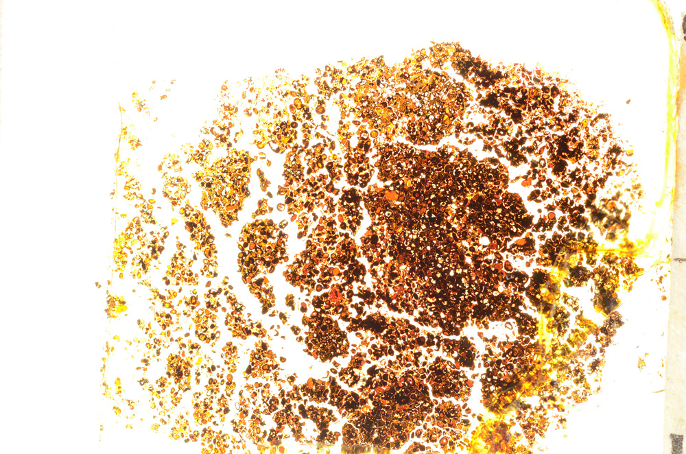 Plane Polarized, E20443