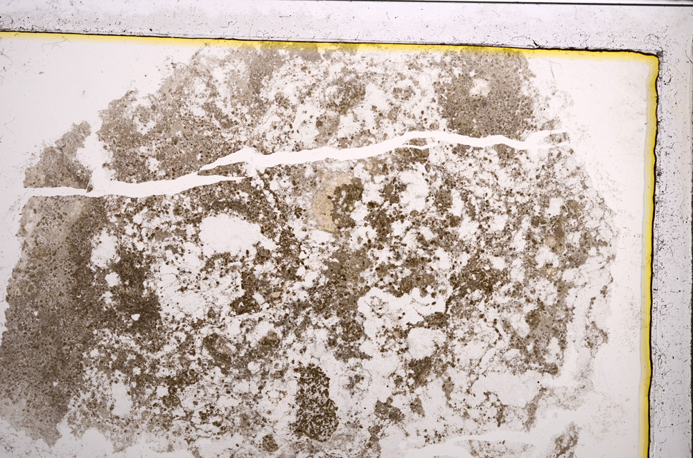 Plane Polarized, E20927