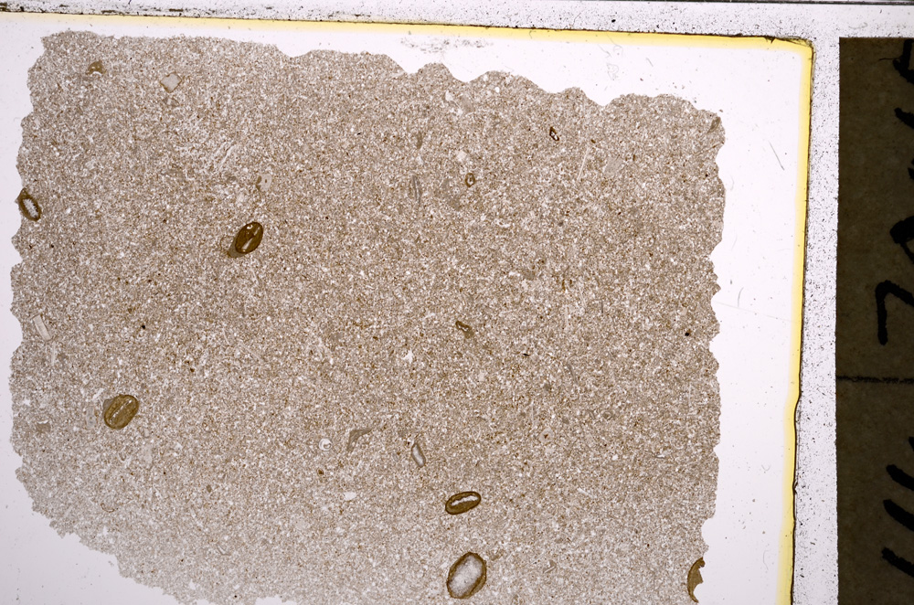 Plane Polarized, E20962