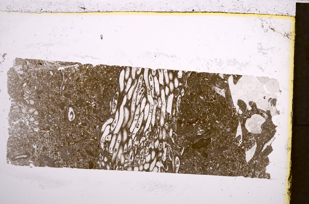 Plane Polarized, E21224/A