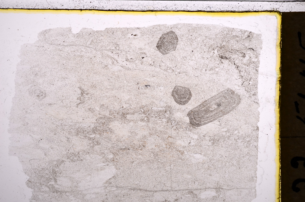 Plane Polarized, E21319
