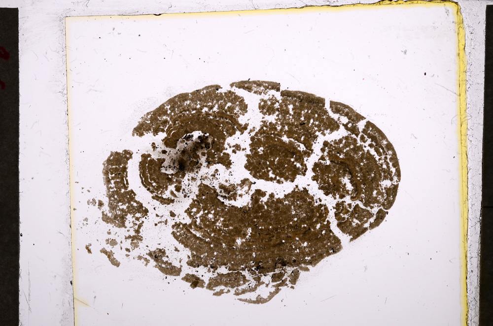 Plane Polarized, E21469