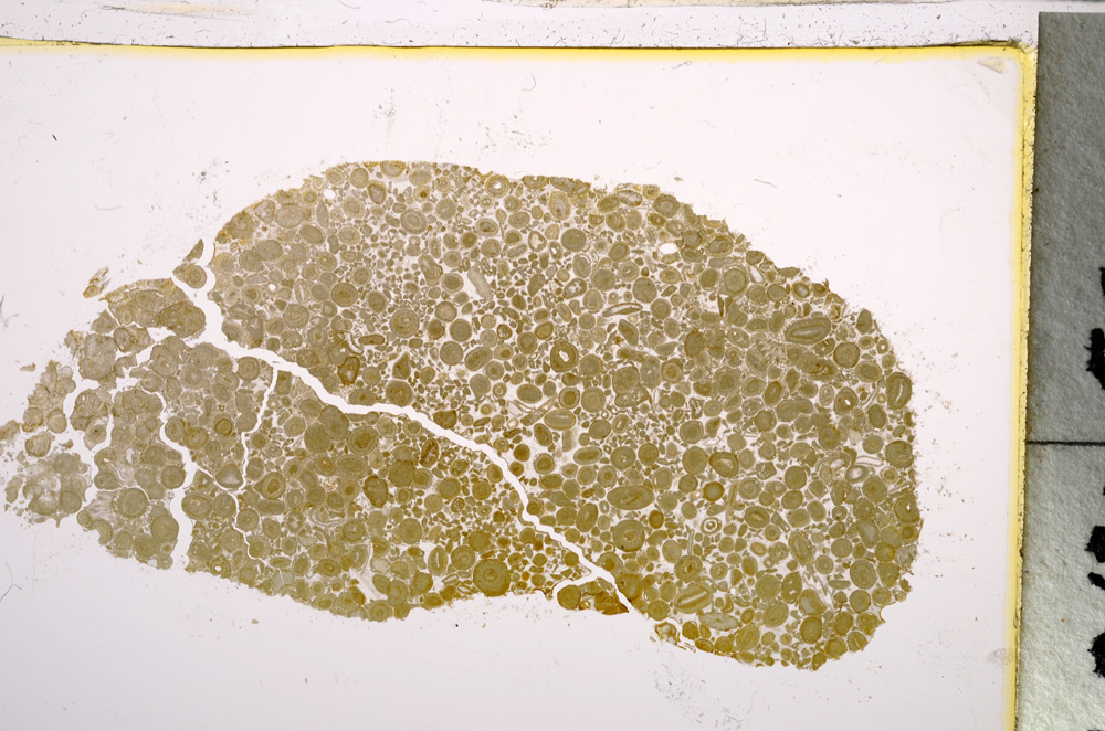 Plane Polarized, E21508