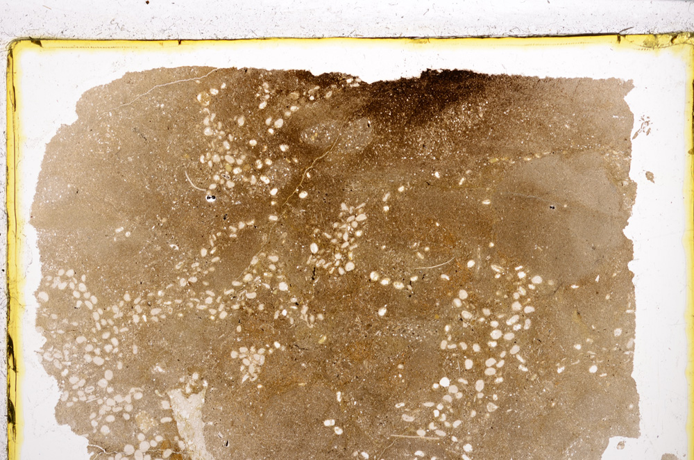 Plane Polarized, E21565