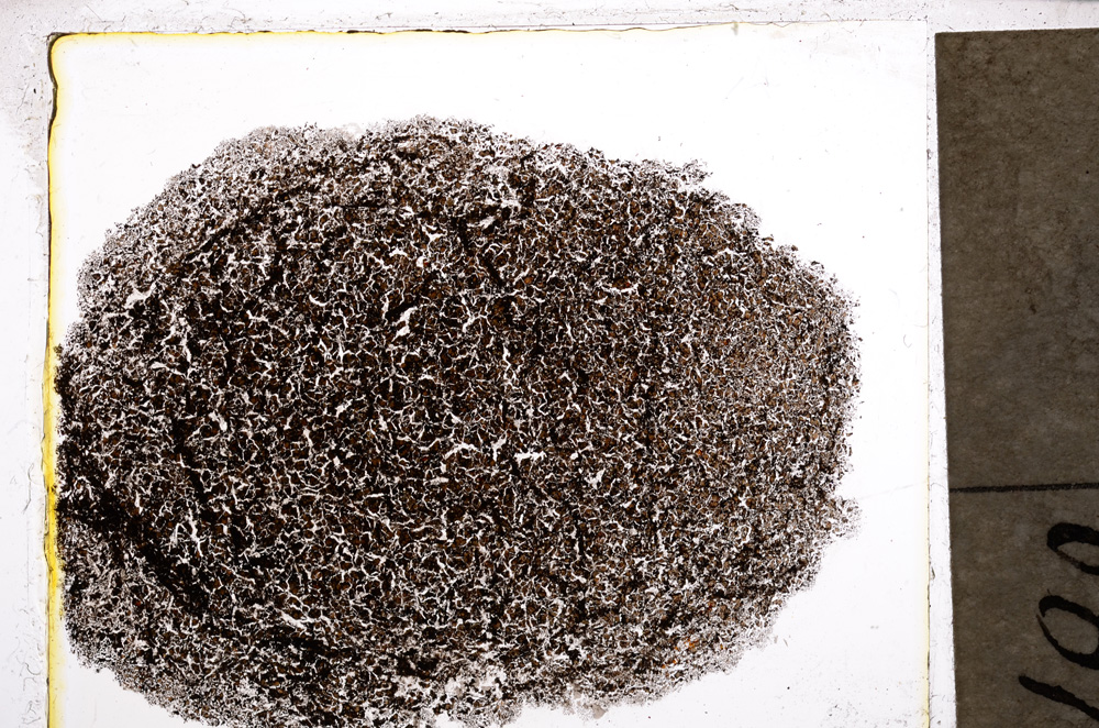 Plane Polarized, E21579