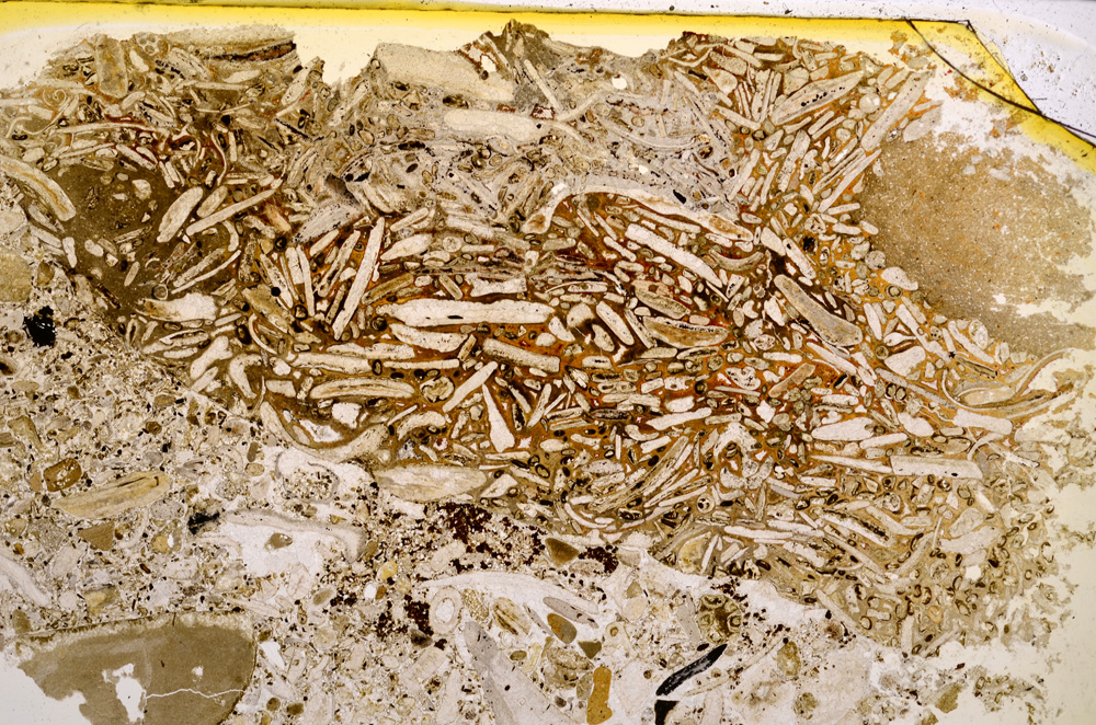 Plane Polarized, E22548