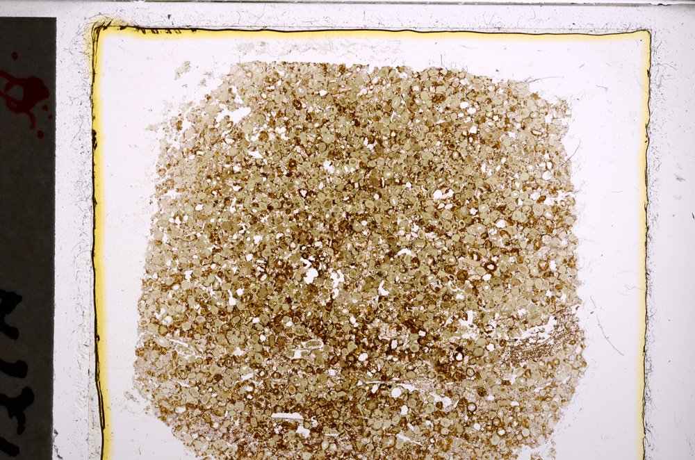 Plane Polarized, E22683