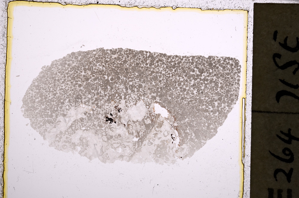 Plane Polarized, E22873