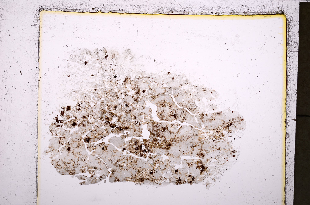 Plane Polarized, E23834