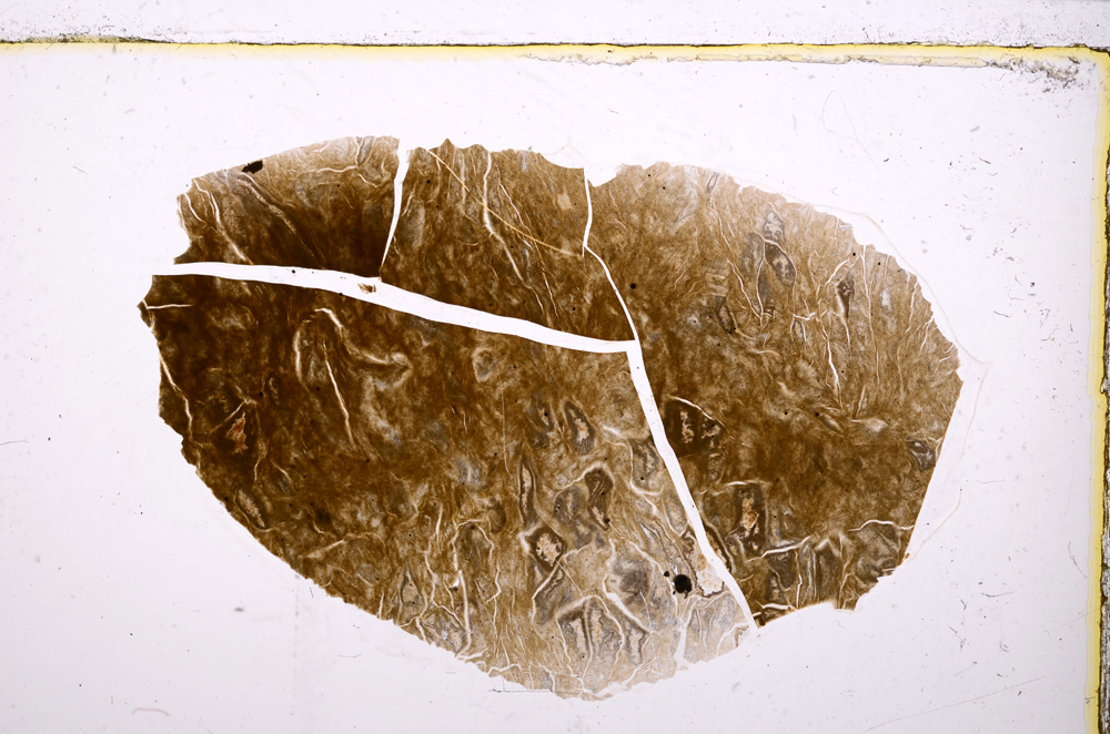 Plane Polarized, E23934