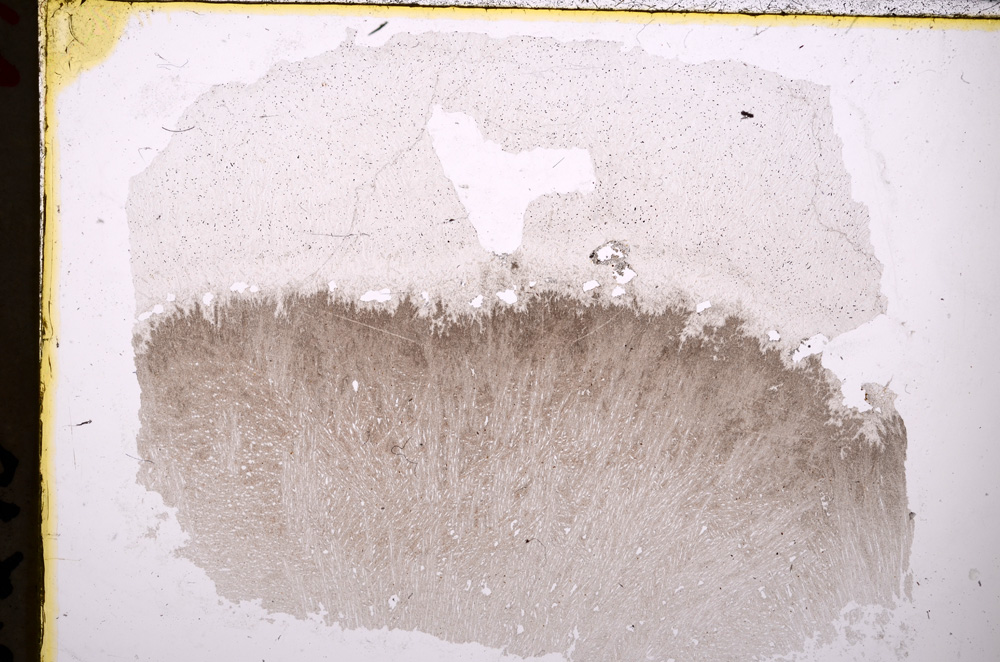 Plane Polarized, E24322