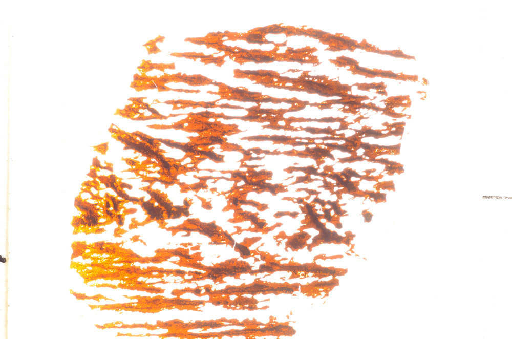 Plane Polarized, E24931