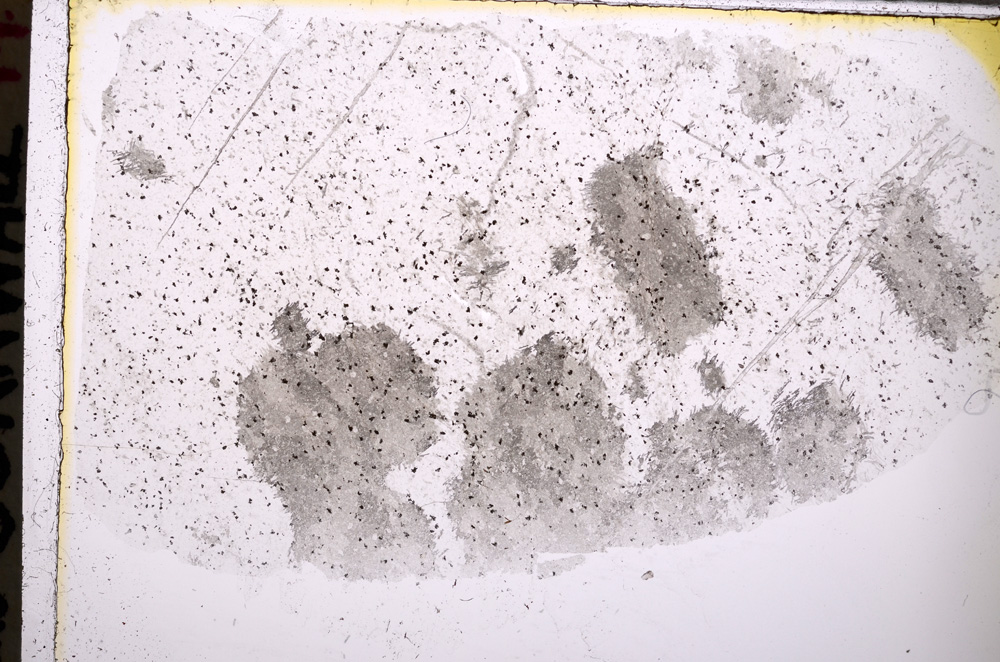 Plane Polarized, E25557