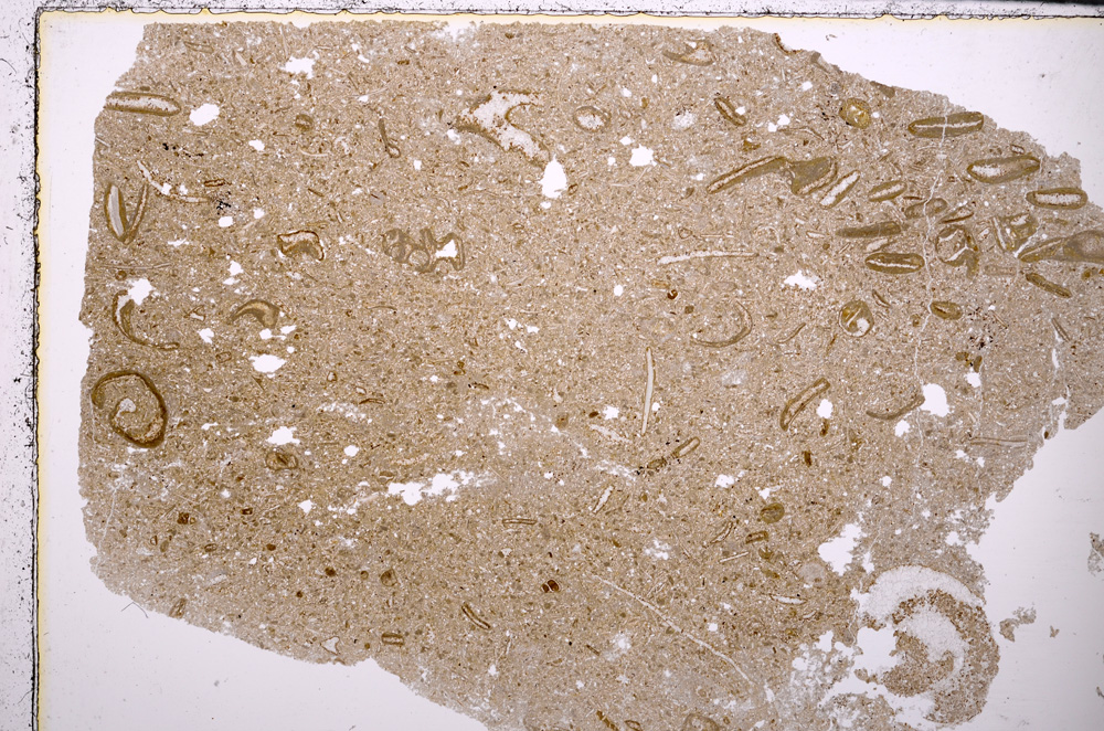 Plane Polarized, E25647