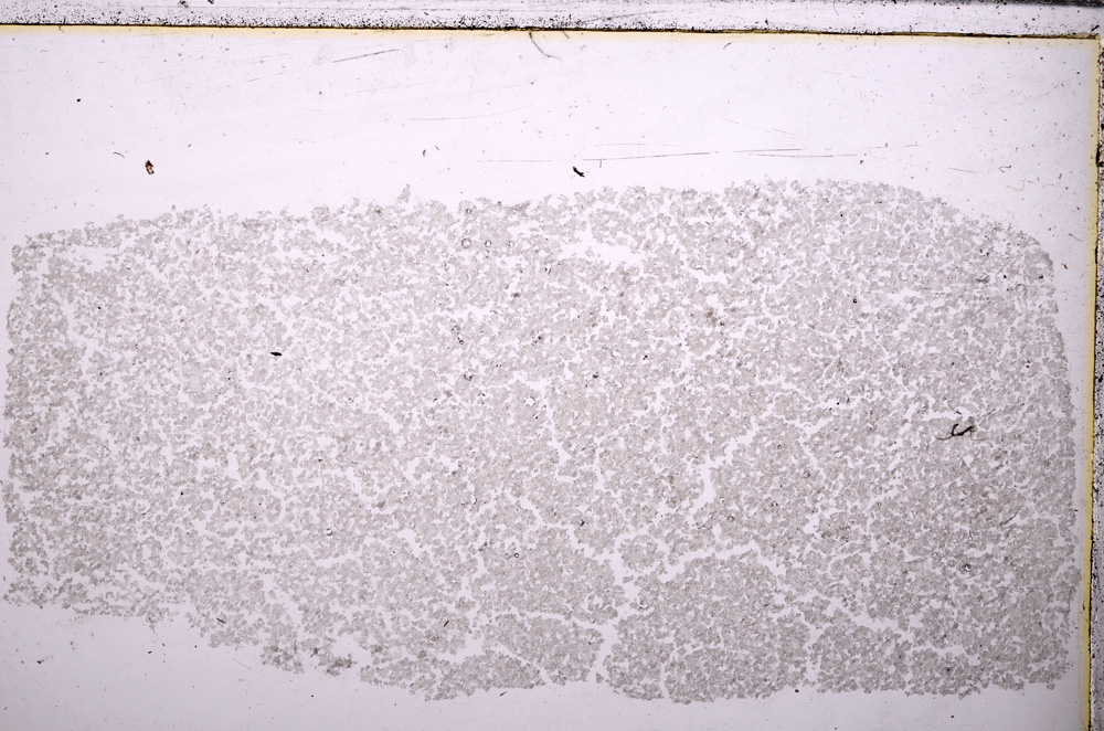 Plane Polarized, E26595