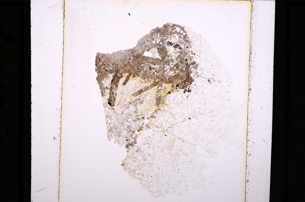 Plane Polarized, E27186