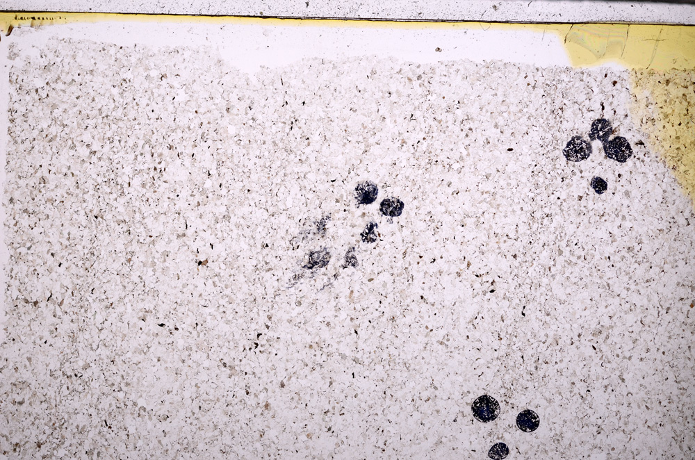 Plane Polarized, E27890