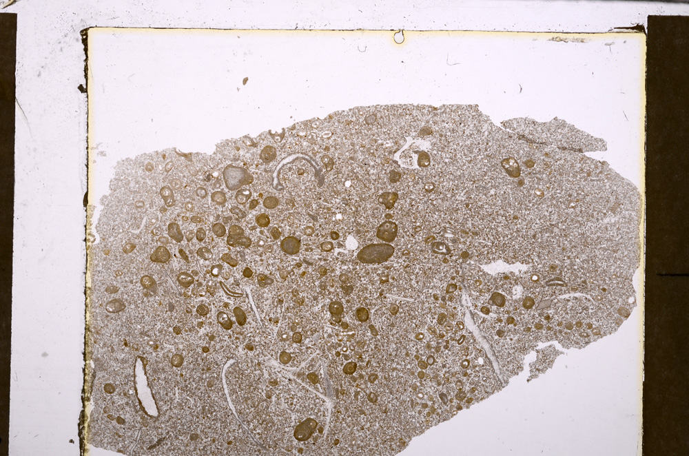 Plane Polarized, E28985