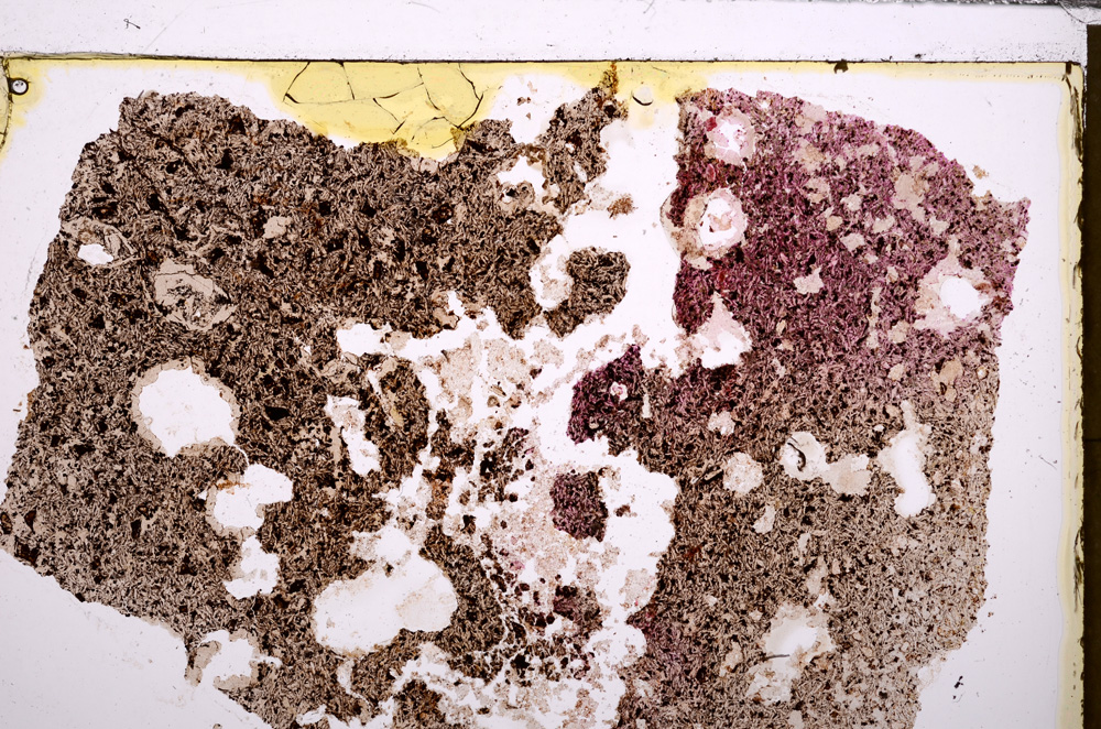 Plane Polarized, E29189