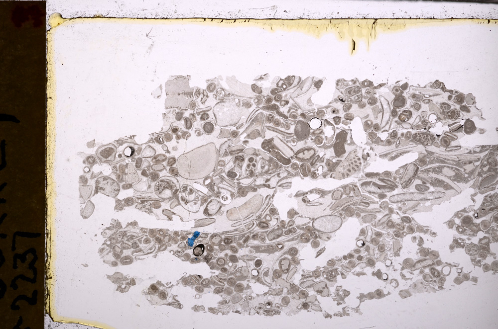 Plane Polarized, E29374