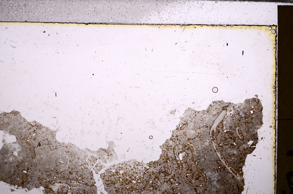 Plane Polarized, E29511