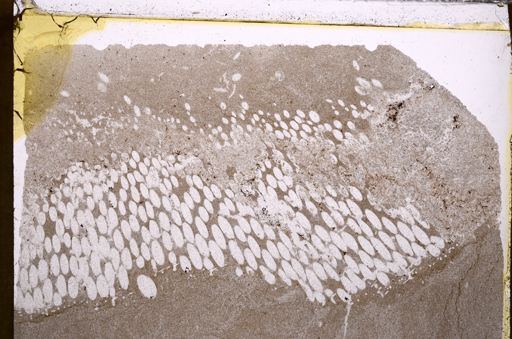 Plane Polarized, E30278