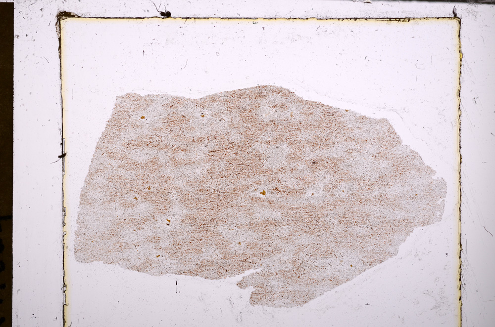 Plane Polarized, E30749