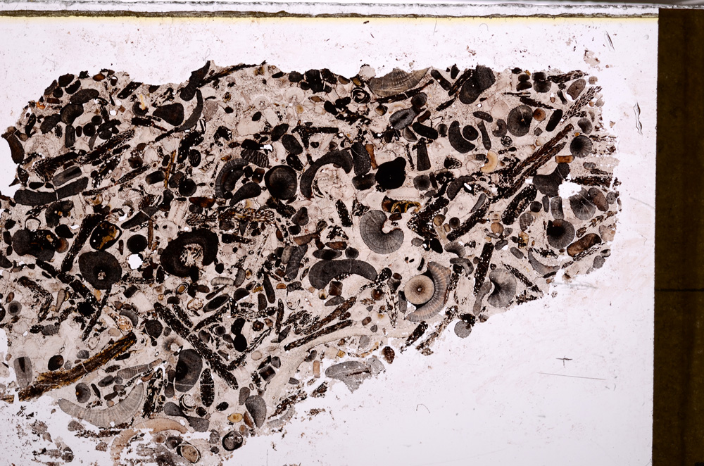 Plane Polarized, E31454