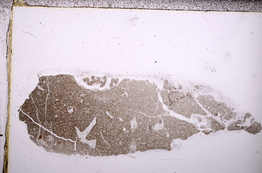 Plane Polarized, E31582