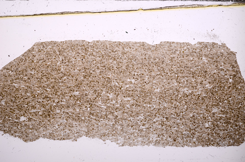 Plane Polarized, E31598