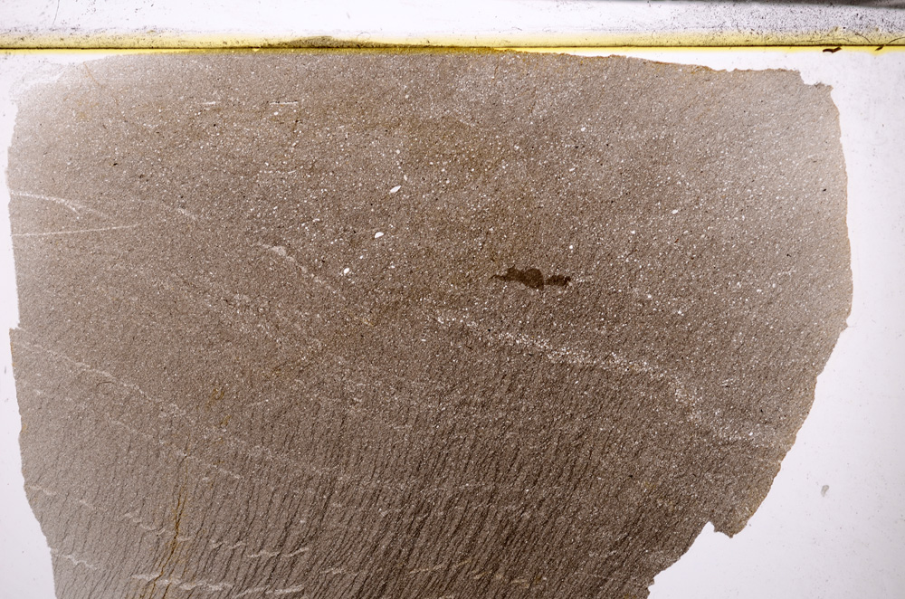 Plane Polarized, E32899