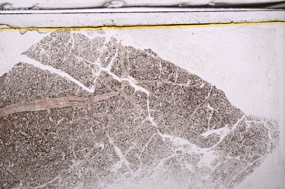 Plane Polarized, E35923