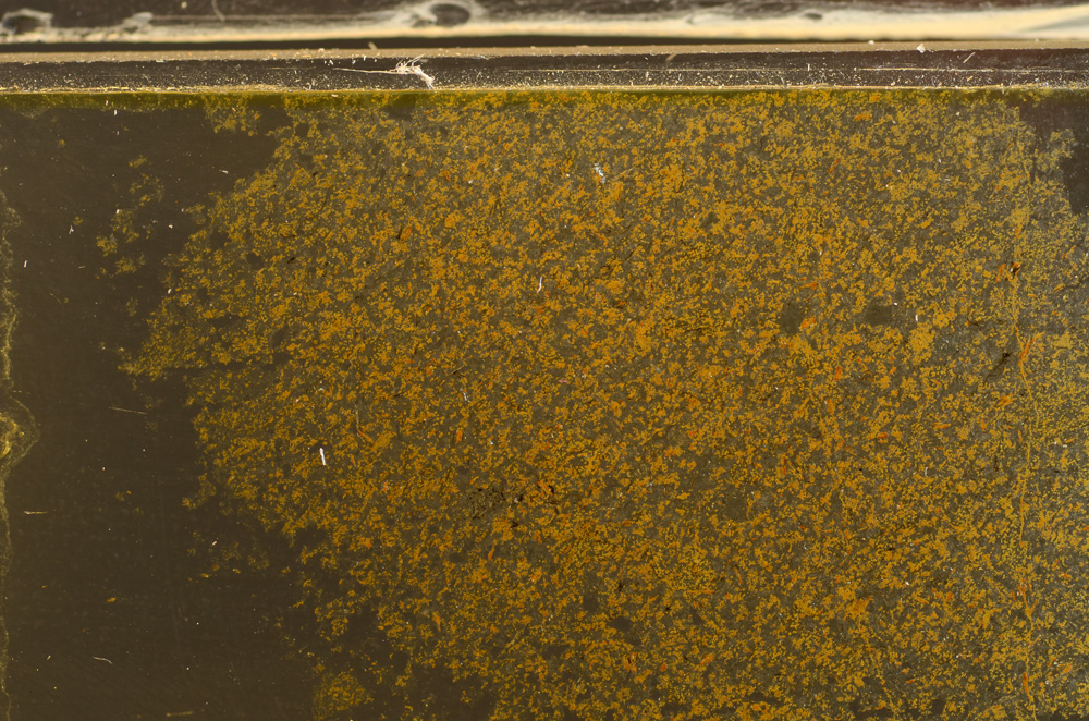 Plane Polarized, E36012