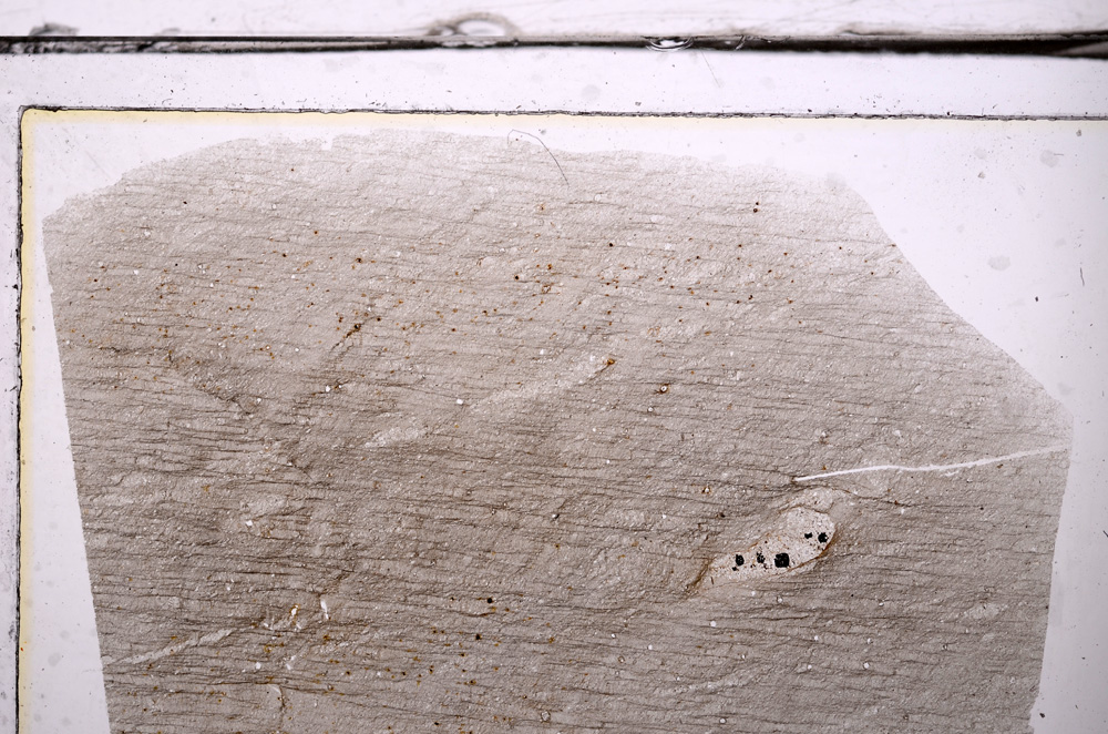 Plane Polarized, E36269