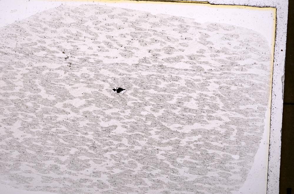 Plane Polarized, E36741