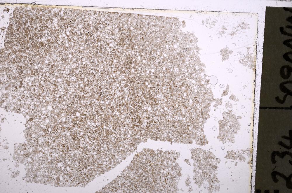 Plane Polarized, E36865