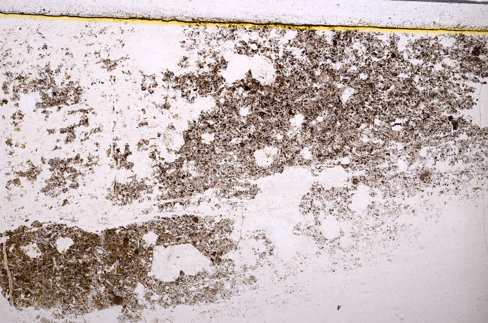 Plane Polarized, E37741