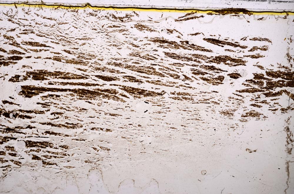 Plane Polarized, E37915