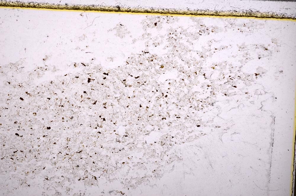 Plane Polarized, E37952